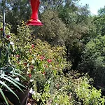 Charming Sunny Bedroom Overlooking Beautiful Amsterdam Avenue In Best Condesa Area