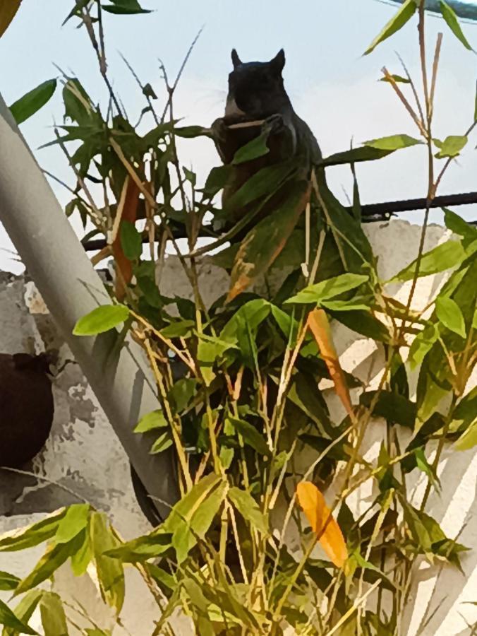 Penthouse Con Roof Garden Privado Aeropuerto Cdmx * Mexico City