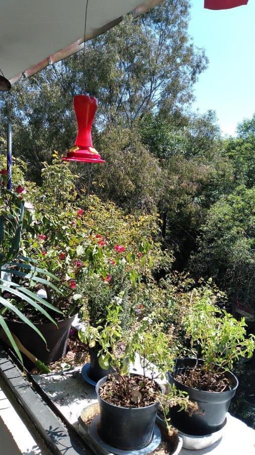 Charming Sunny Bedroom Overlooking Beautiful Amsterdam Avenue In Condesa Area Homestay Mexico City