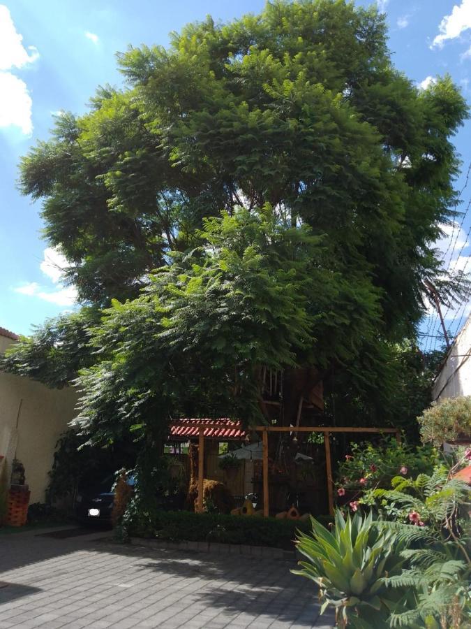 Casita Del Arbol * Mexico City