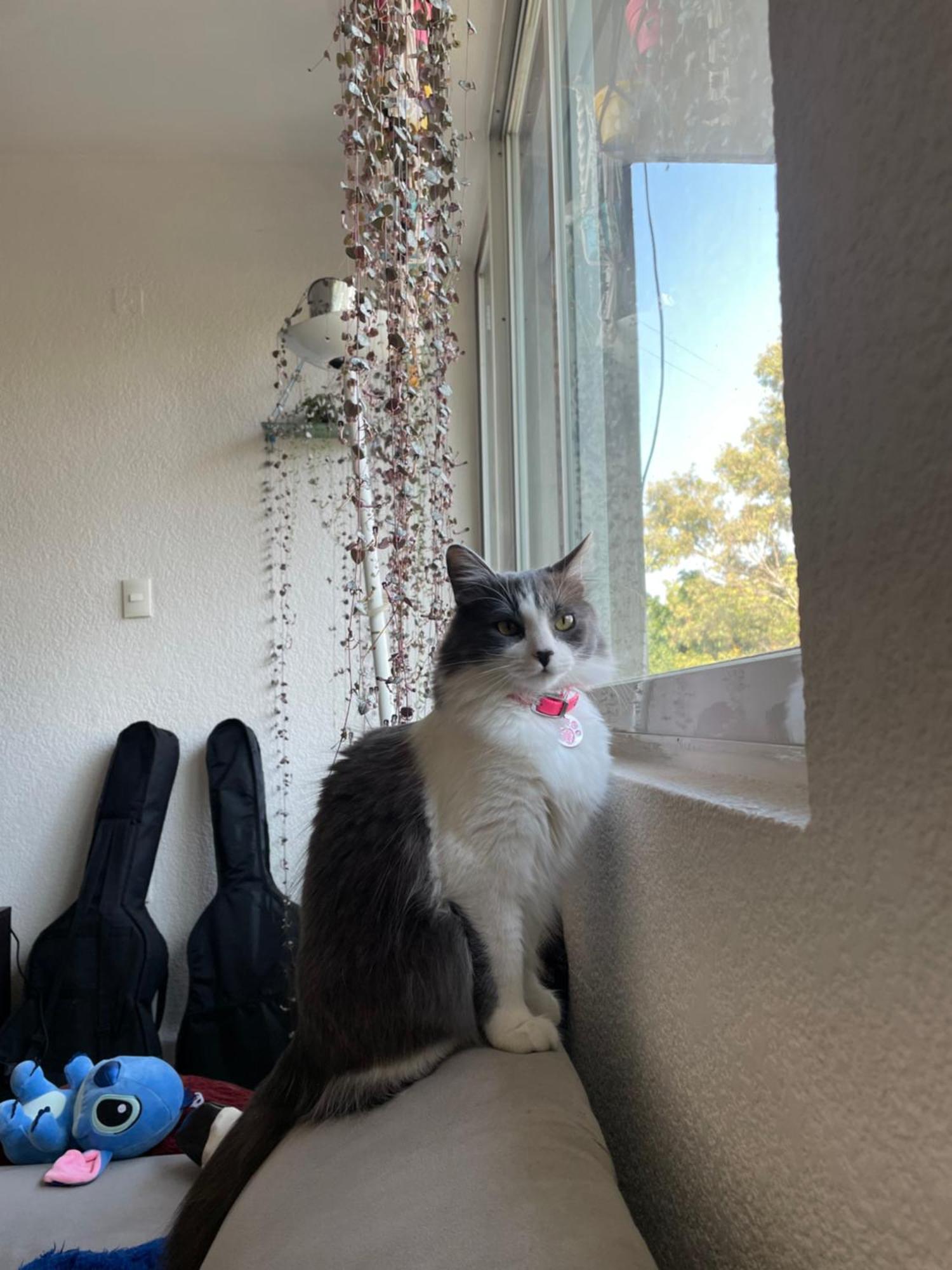 Homestay Paulina Cat's Mexico City