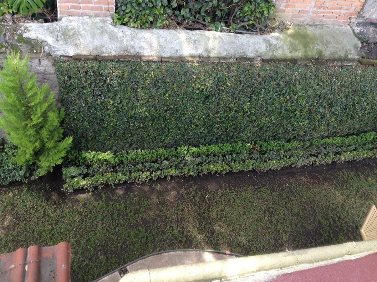 Centro De Coyoacan Homestay Mexico City