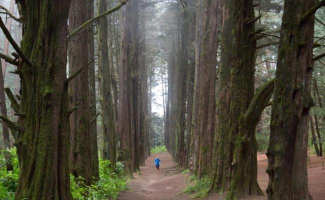 Tipo Cabana, Rodeado De Bosque