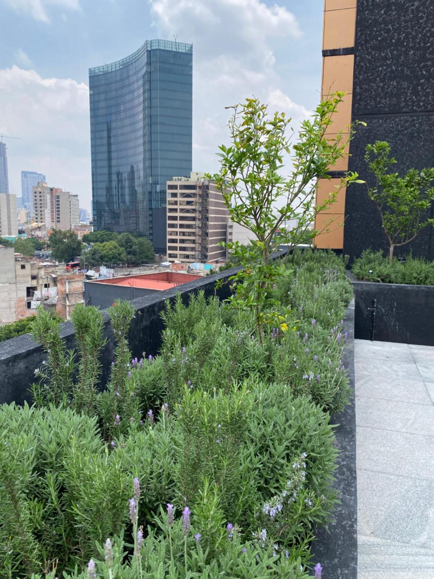 Apartment Loft In The Heart Of Roma Norte Steps Away From Cibeles Mexico City