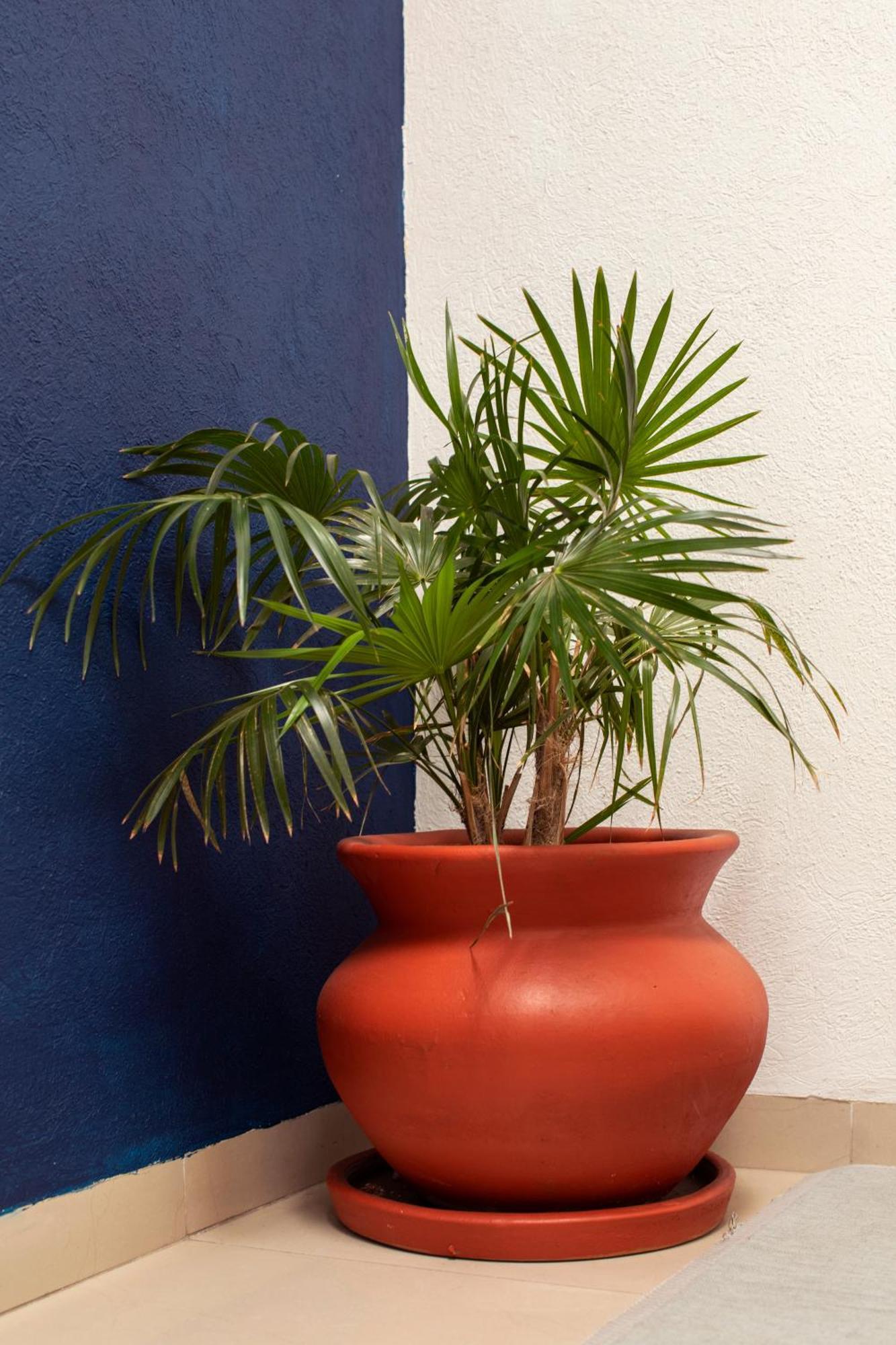 Casa Hidalgo En El Corazon De Coyoacan Bed & Breakfast
